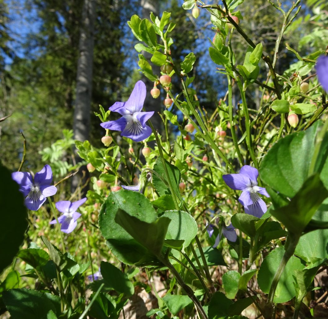 Valokuvaaja: Irja lehtinen