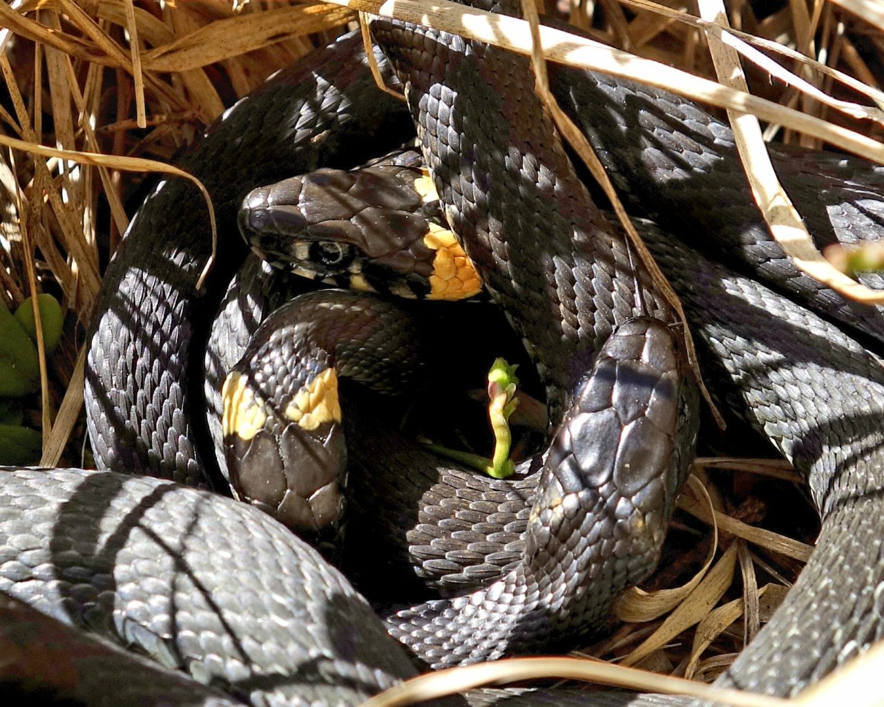 Valokuvaaja: Heikki Heinonen Valokuvaaja: Heikki Heinonen