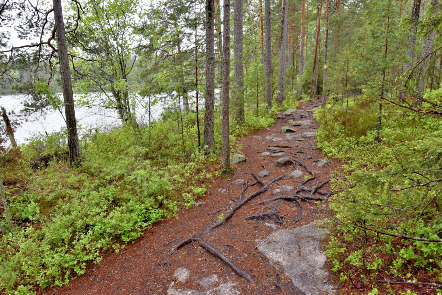 Valokuvaaja: Reijo Juurinen Valokuvaaja: Reijo Juurinen