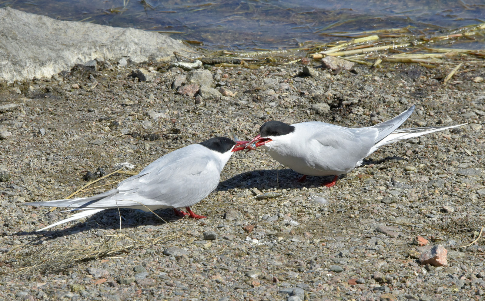 Valokuvaaja: Reijo Juurinen