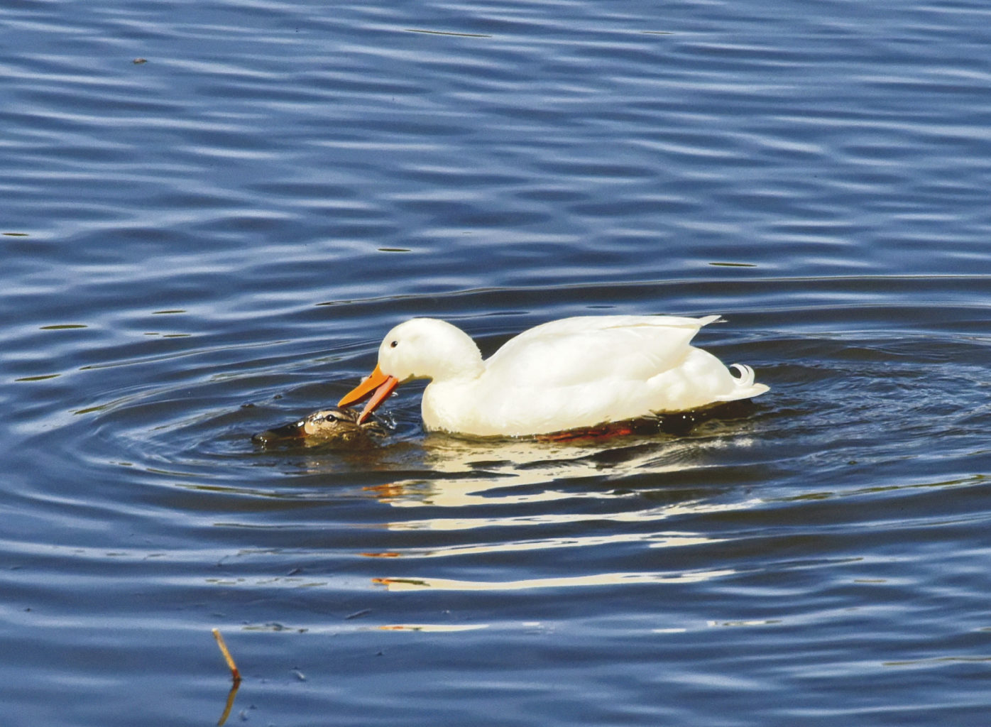 Valokuvaaja: Reijo Juurinen