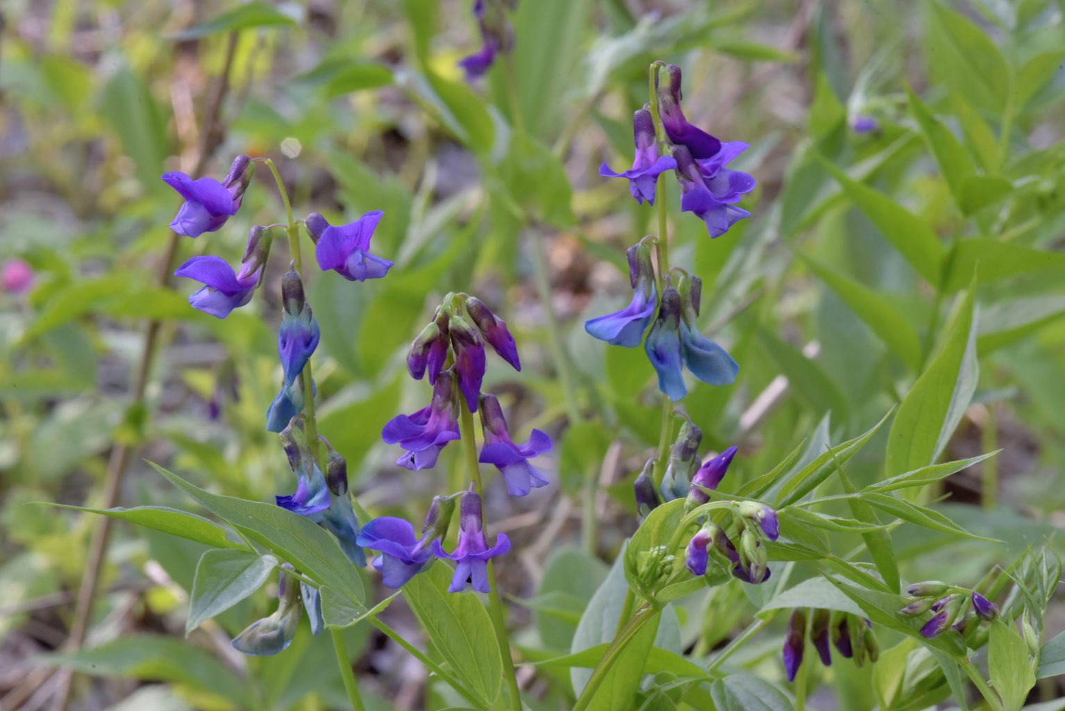 Valokuvaaja: Reijo Juurinen