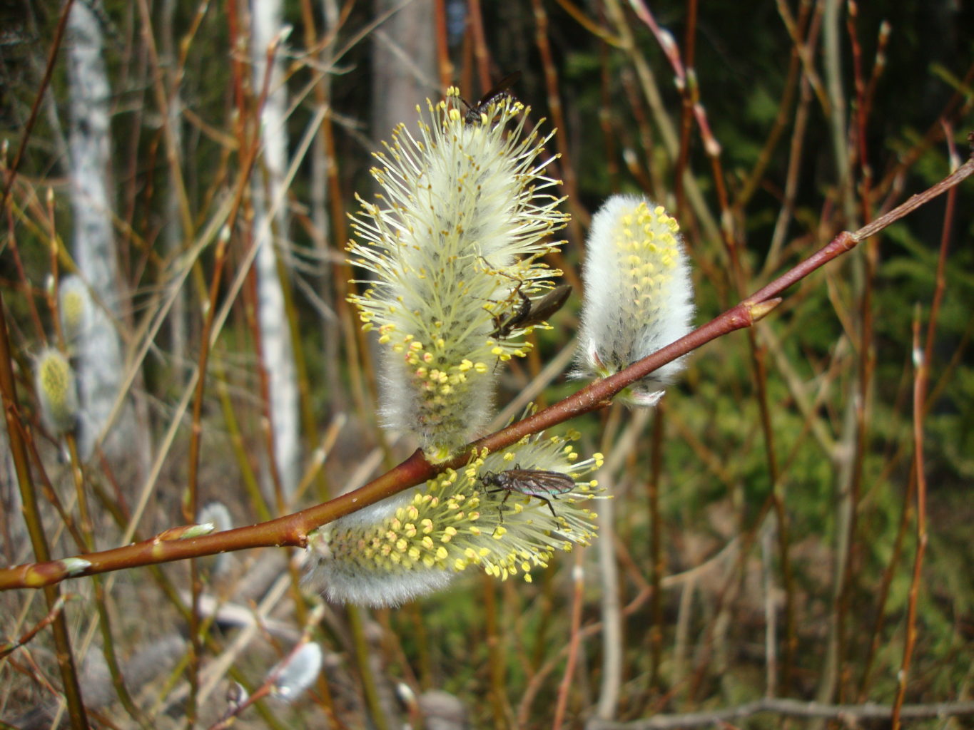 Valokuvaaja: Anja Mustamaa