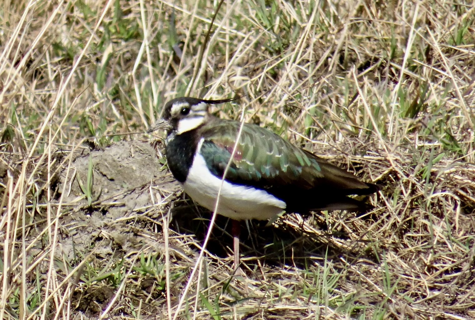 Valokuvaaja: Liisa Niiva-Korpela