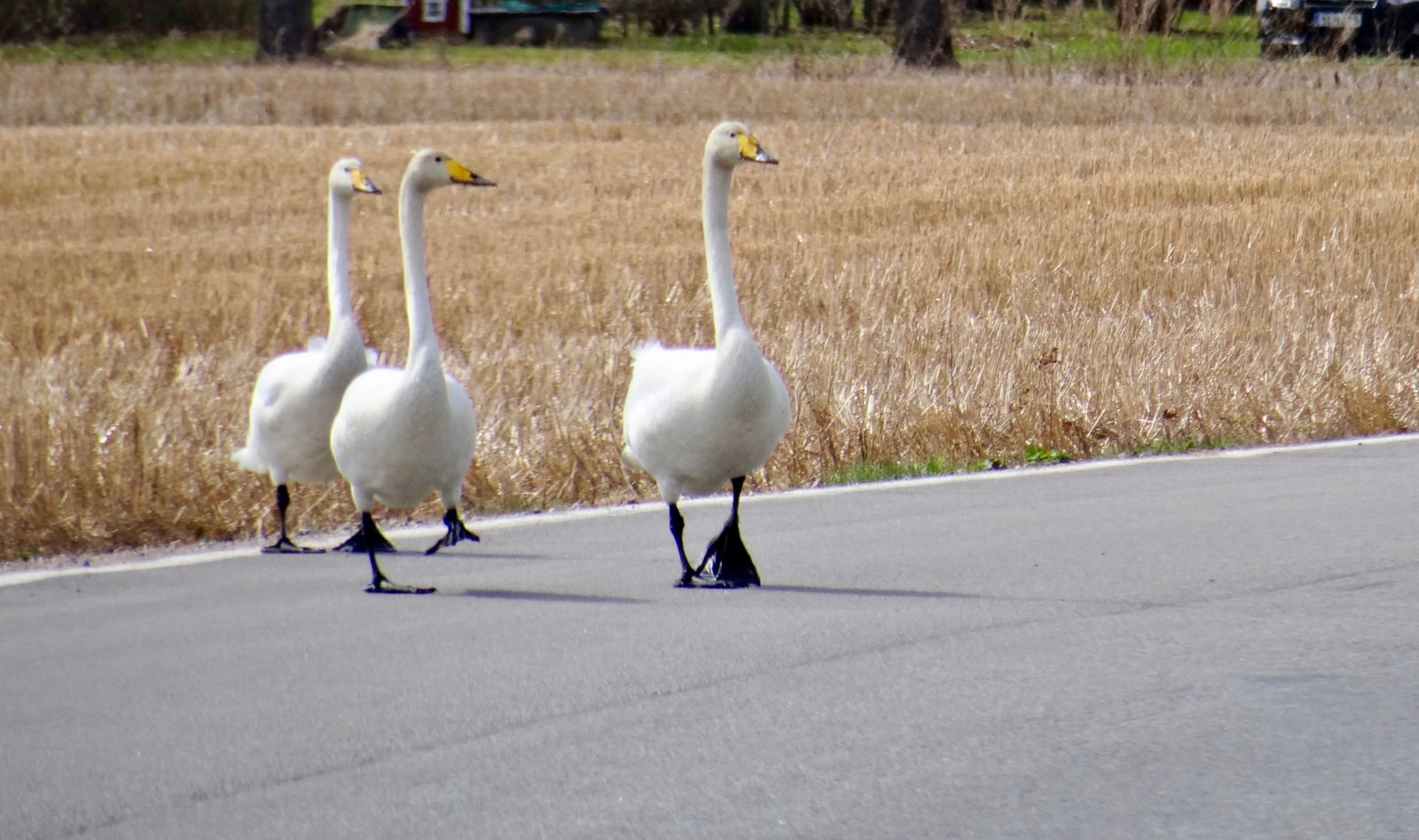 Valokuvaaja: Liisa Niiva-Korpela