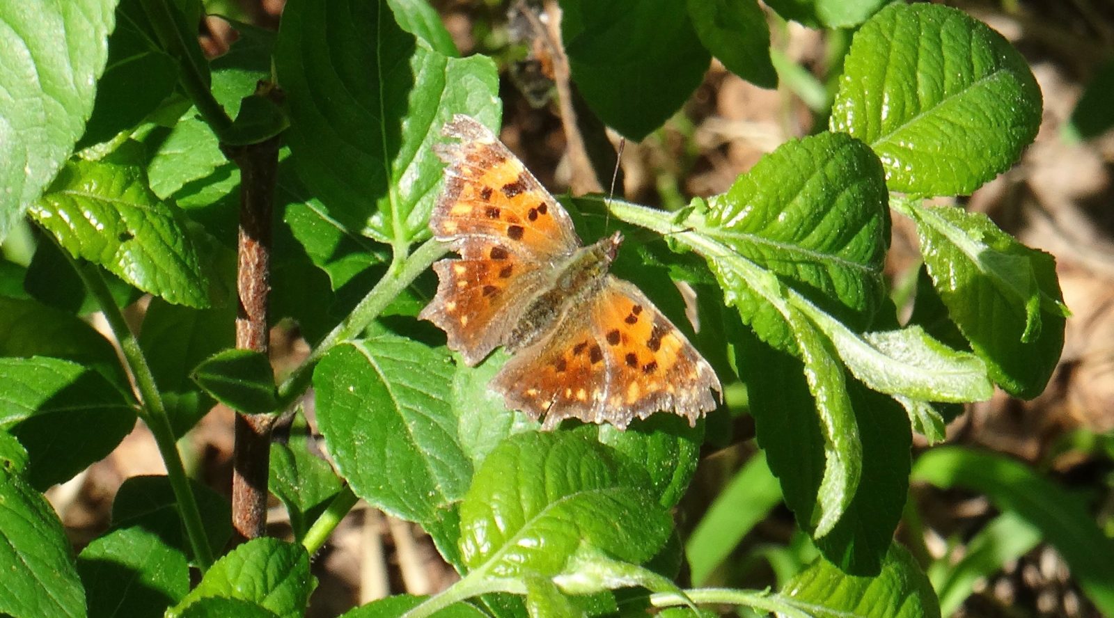 Valokuvaaja: Liisa Niiva-Korpela