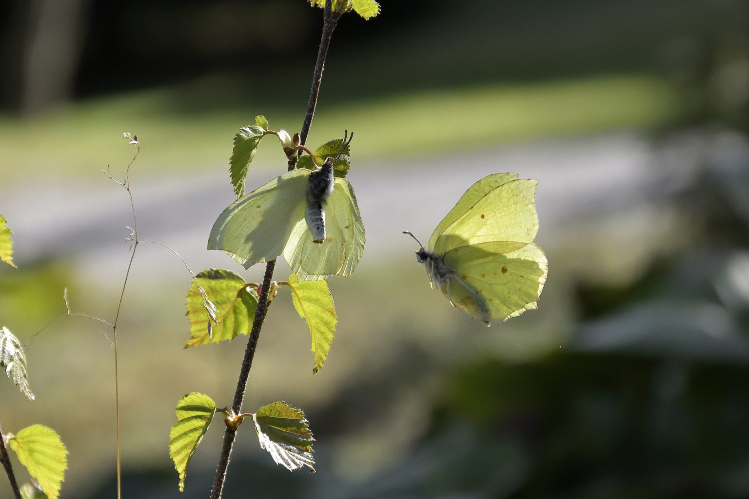Valokuvaaja: Rauno Mäkinen