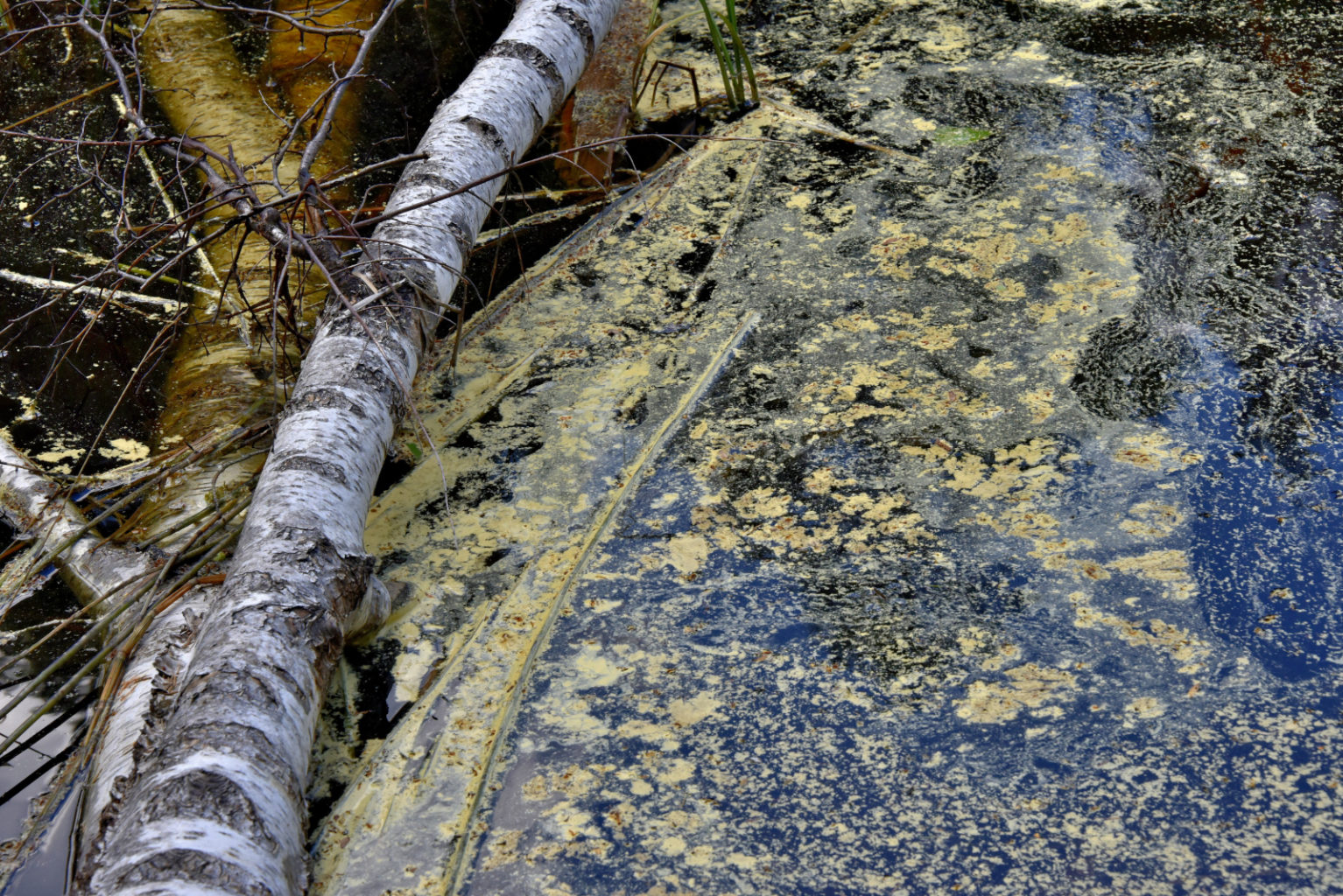 Valokuvaaja: Reijo Juurinen