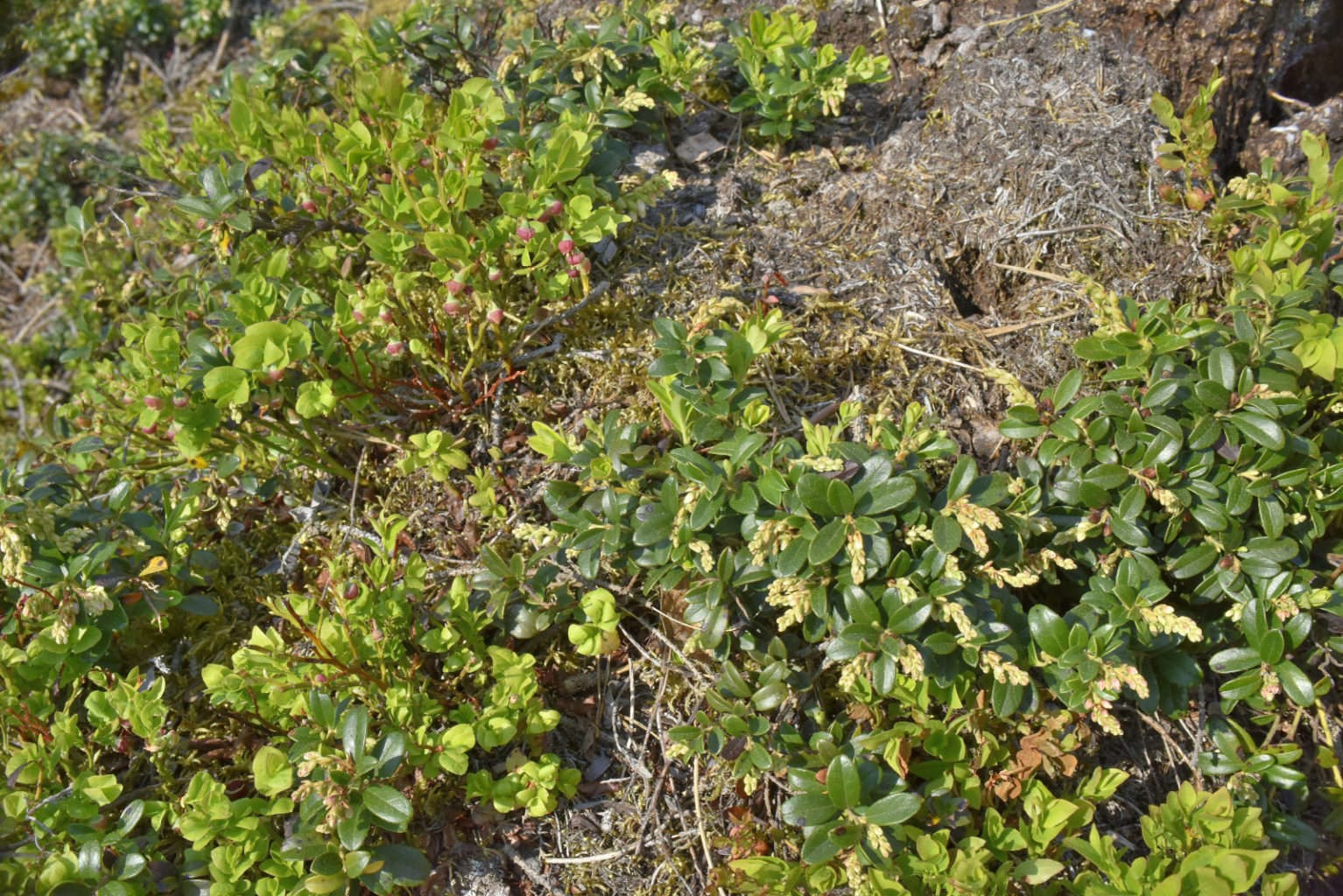 Valokuvaaja: Reijo Juurinen