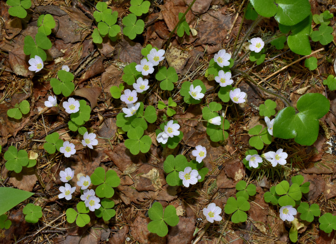 Valokuvaaja: Reijo Juurinen Valokuvaaja: Reijo Juurinen