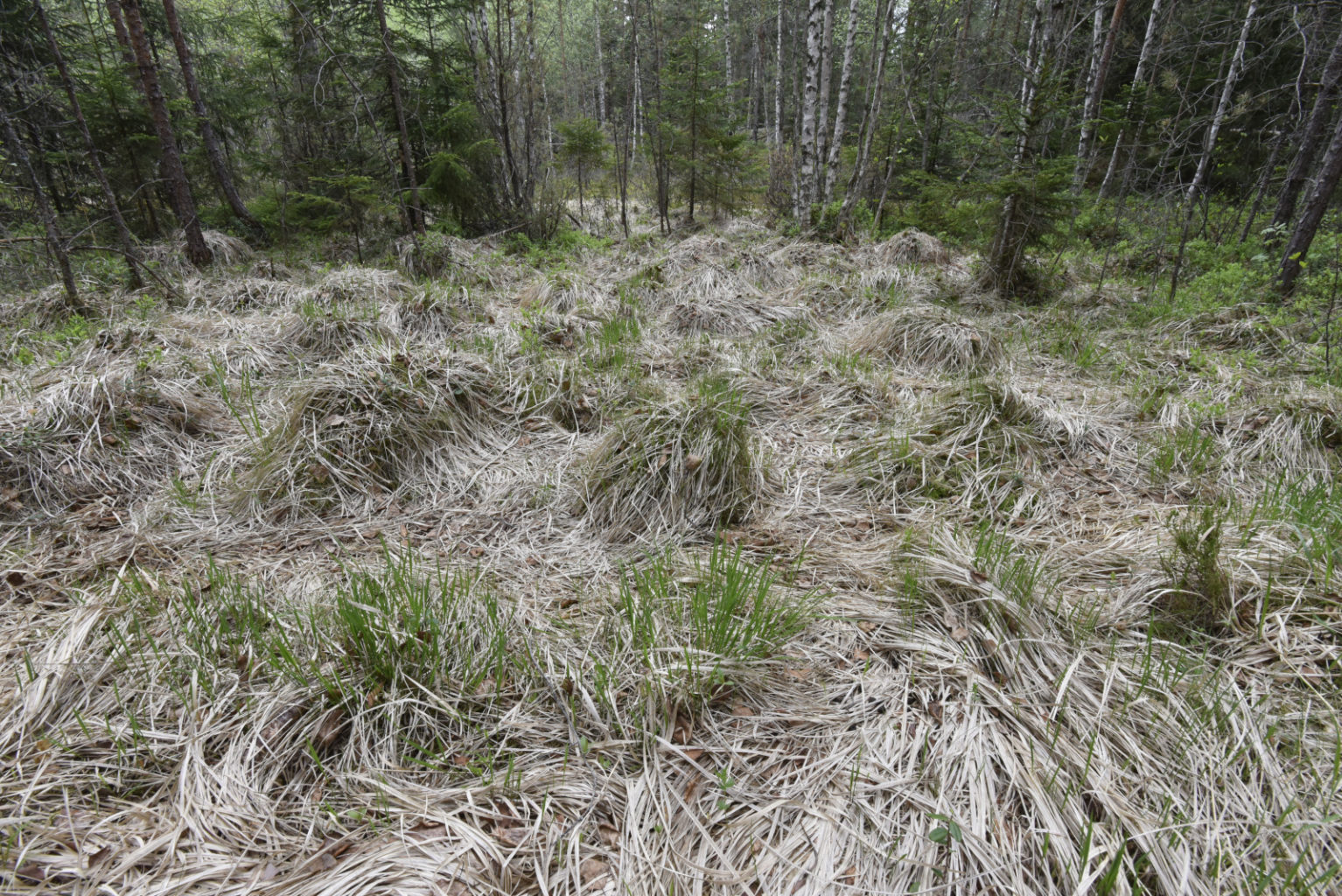 Valokuvaaja: Reijo Juurinen