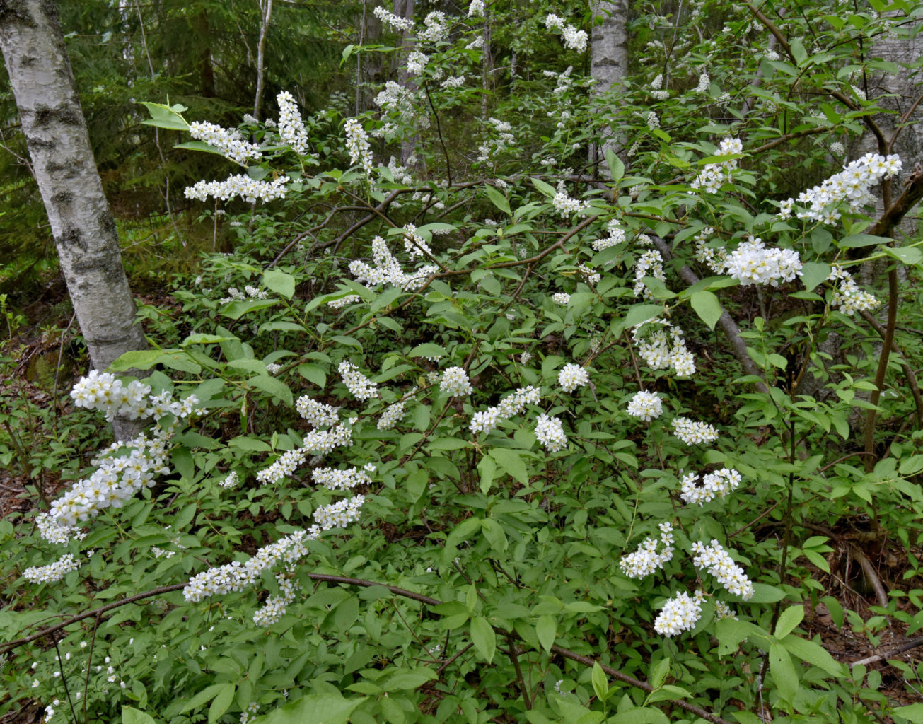 Valokuvaaja: Reijo Juurinen