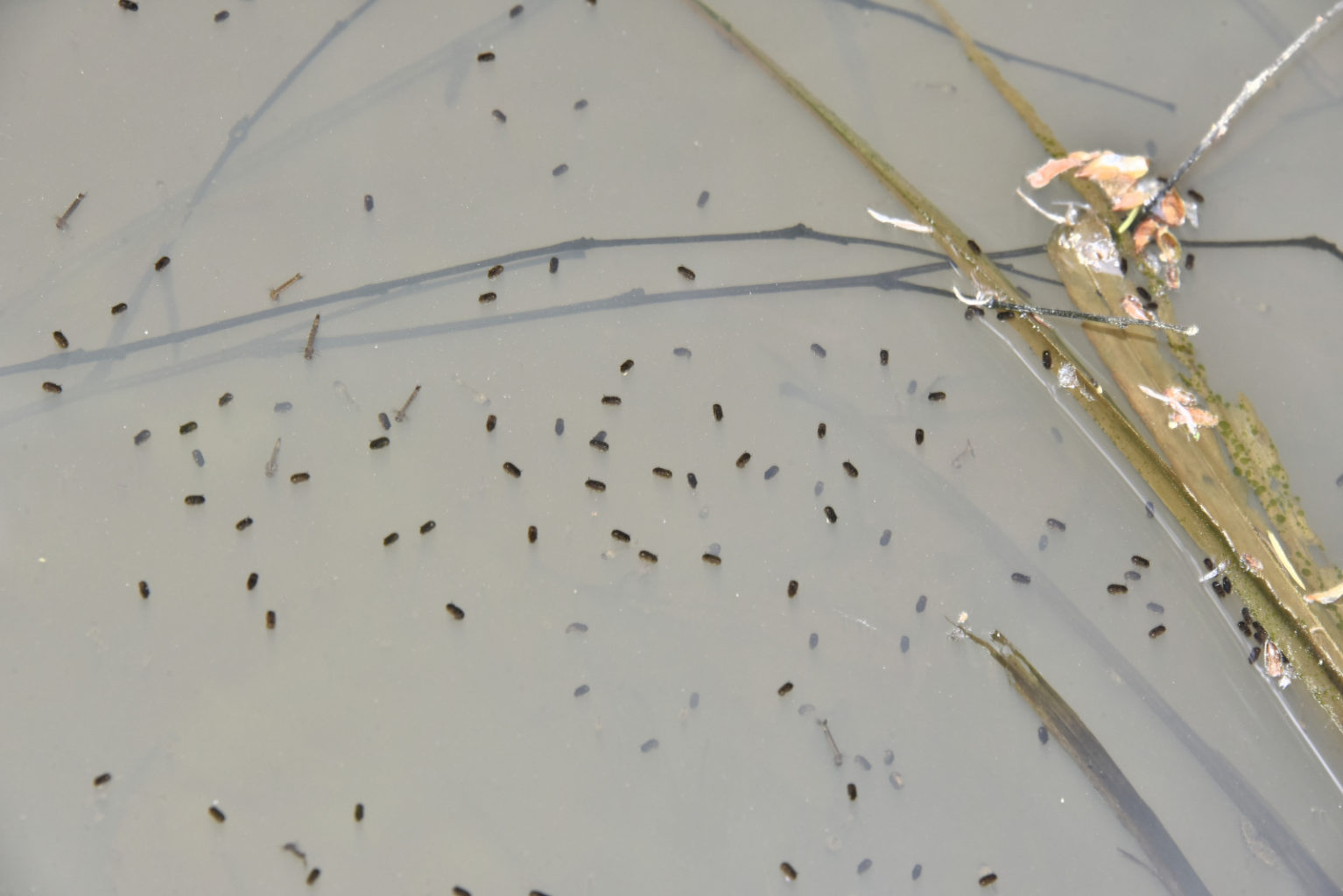 Valokuvaaja: Reijo Juurinen