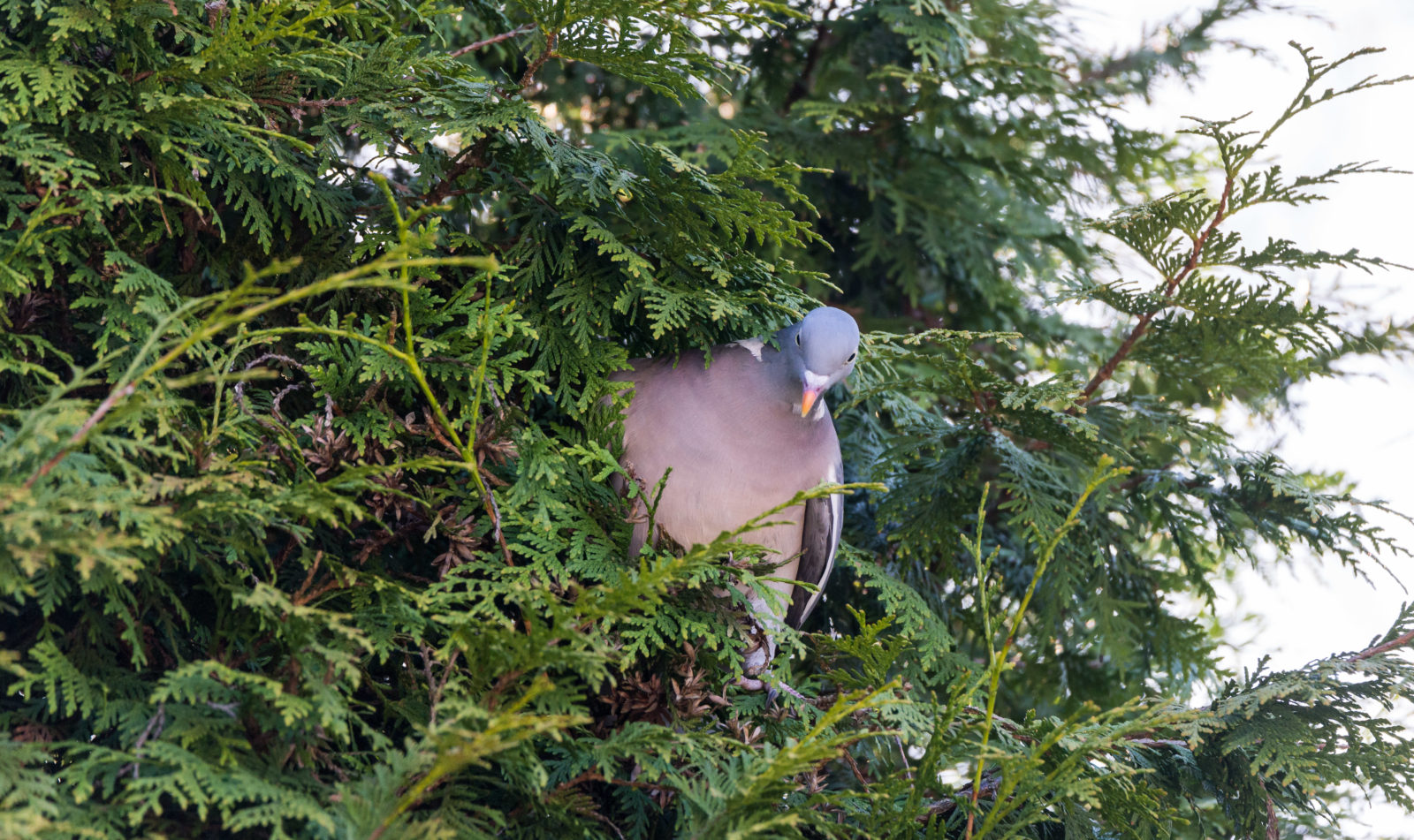 Valokuvaaja: petri kyllönen Valokuvaaja: petri kyllönen