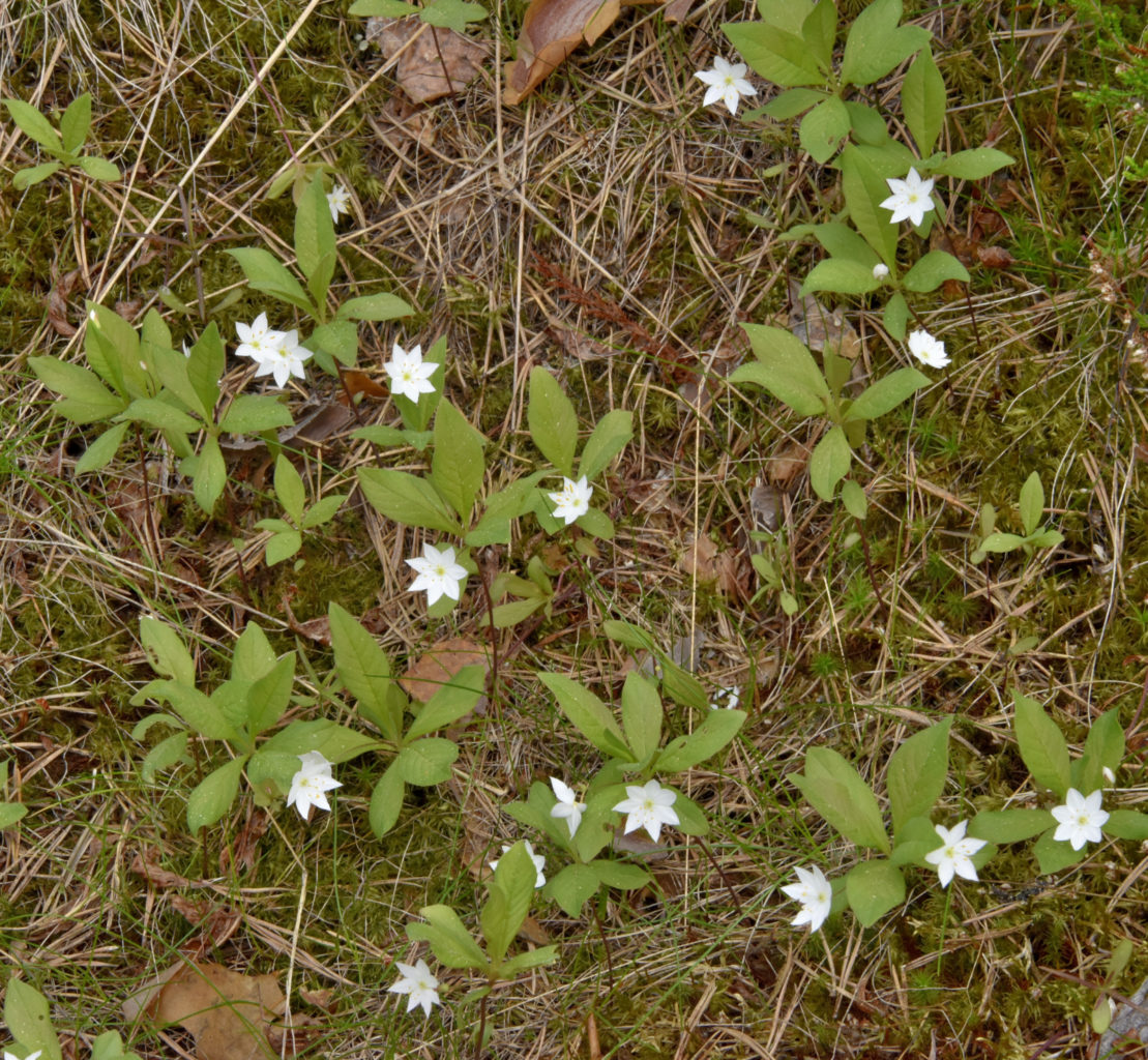 Valokuvaaja: Reijo Juurinen Valokuvaaja: Reijo Juurinen