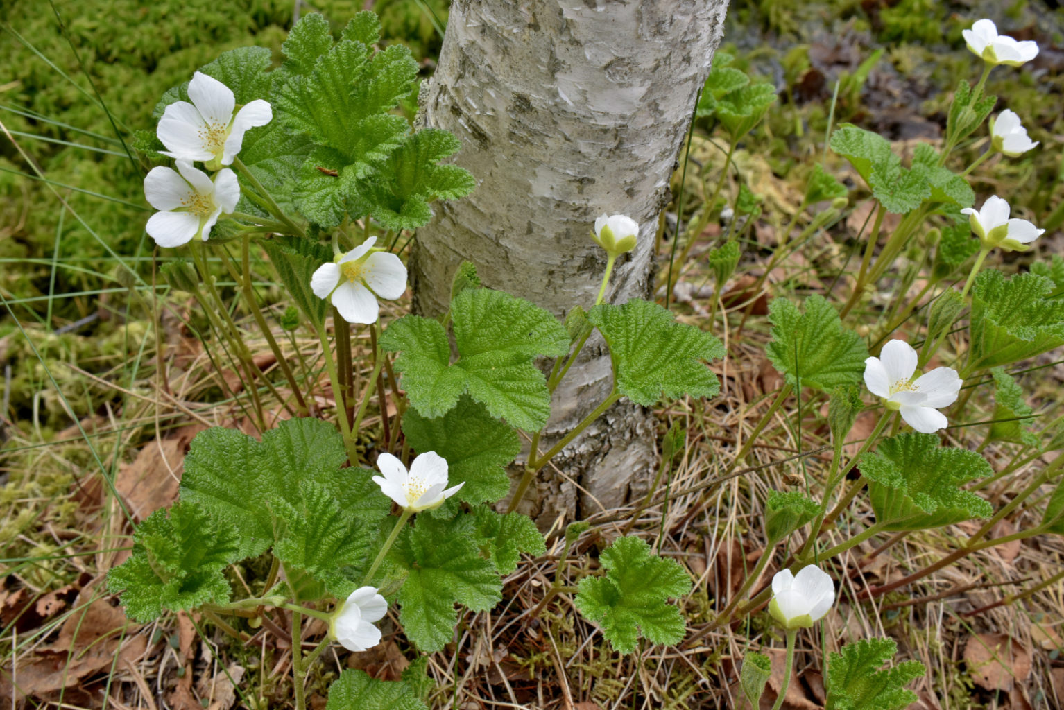 Valokuvaaja: Reijo Juurinen Valokuvaaja: Reijo Juurinen