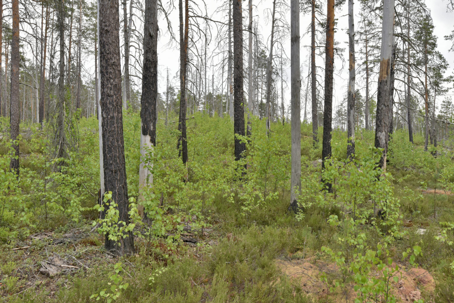 Valokuvaaja: Reijo Juurinen