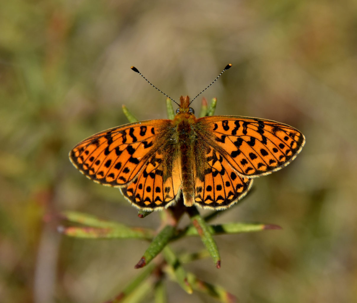 Valokuvaaja: Reijo Juurinen