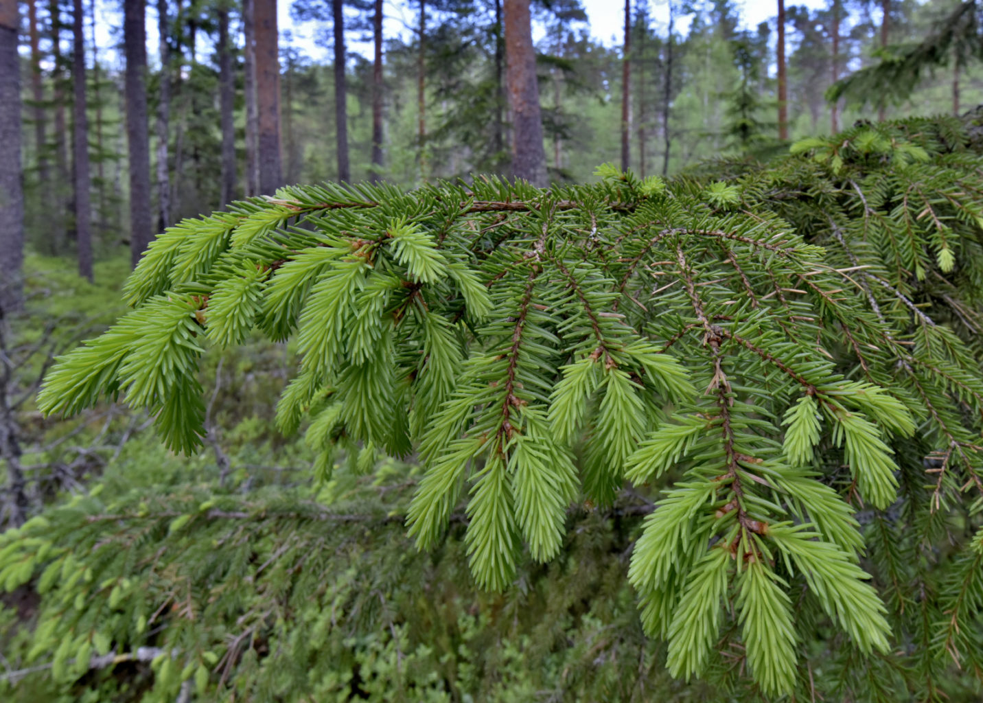 Valokuvaaja: Reijo Juurinen