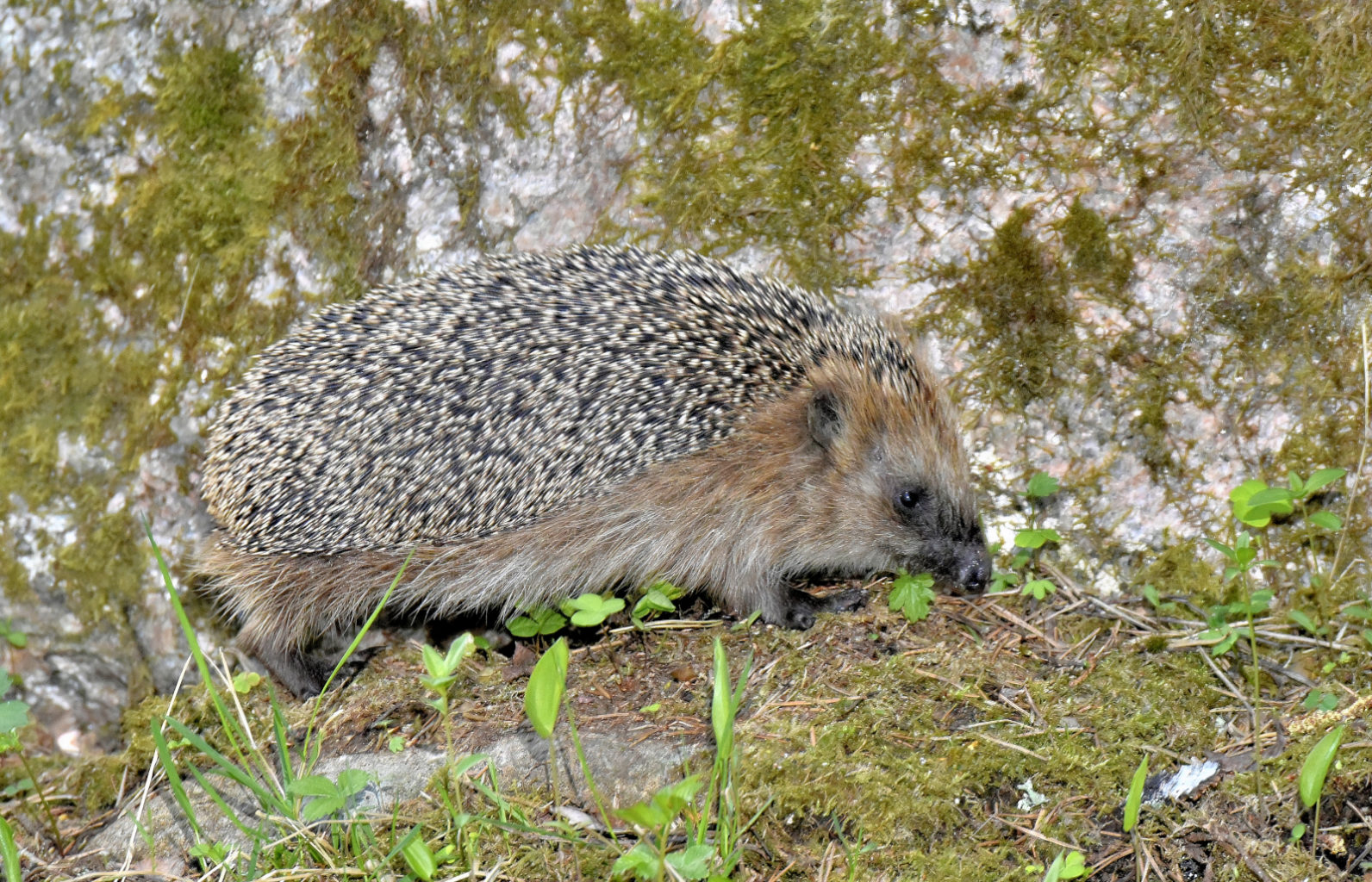 Valokuvaaja: Reijo Juurinen