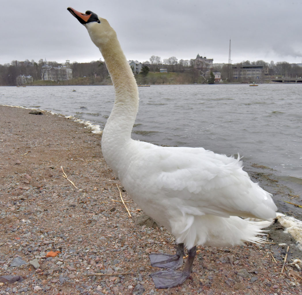 Valokuvaaja: Reijo Juurinen