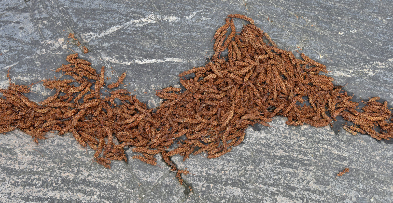 Valokuvaaja: Reijo Juurinen Valokuvaaja: Reijo Juurinen