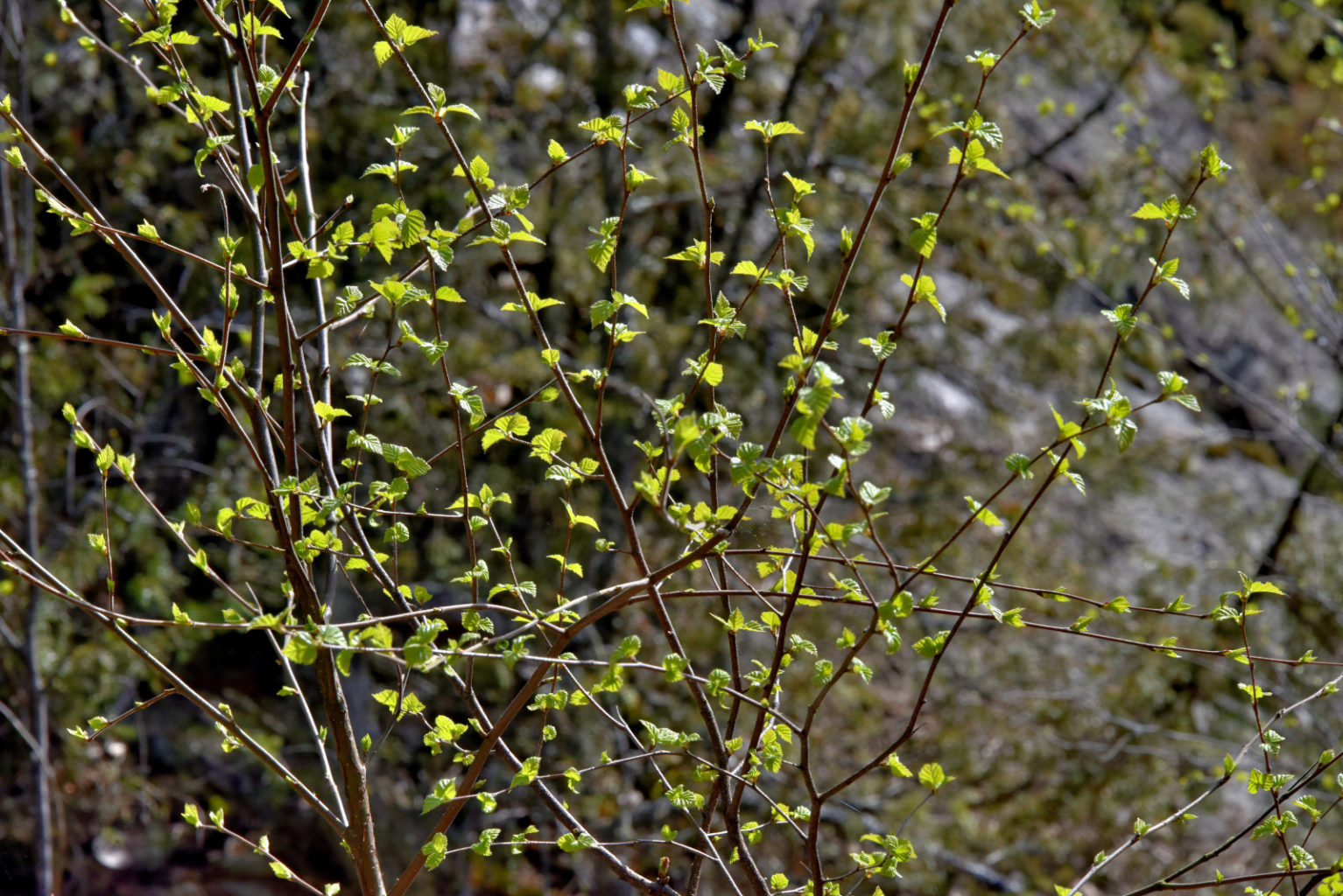 Valokuvaaja: Reijo Juurinen