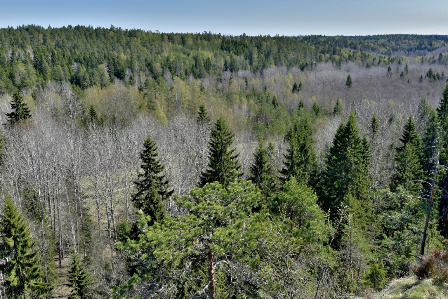 Valokuvaaja: Reijo Juurinen Valokuvaaja: Reijo Juurinen