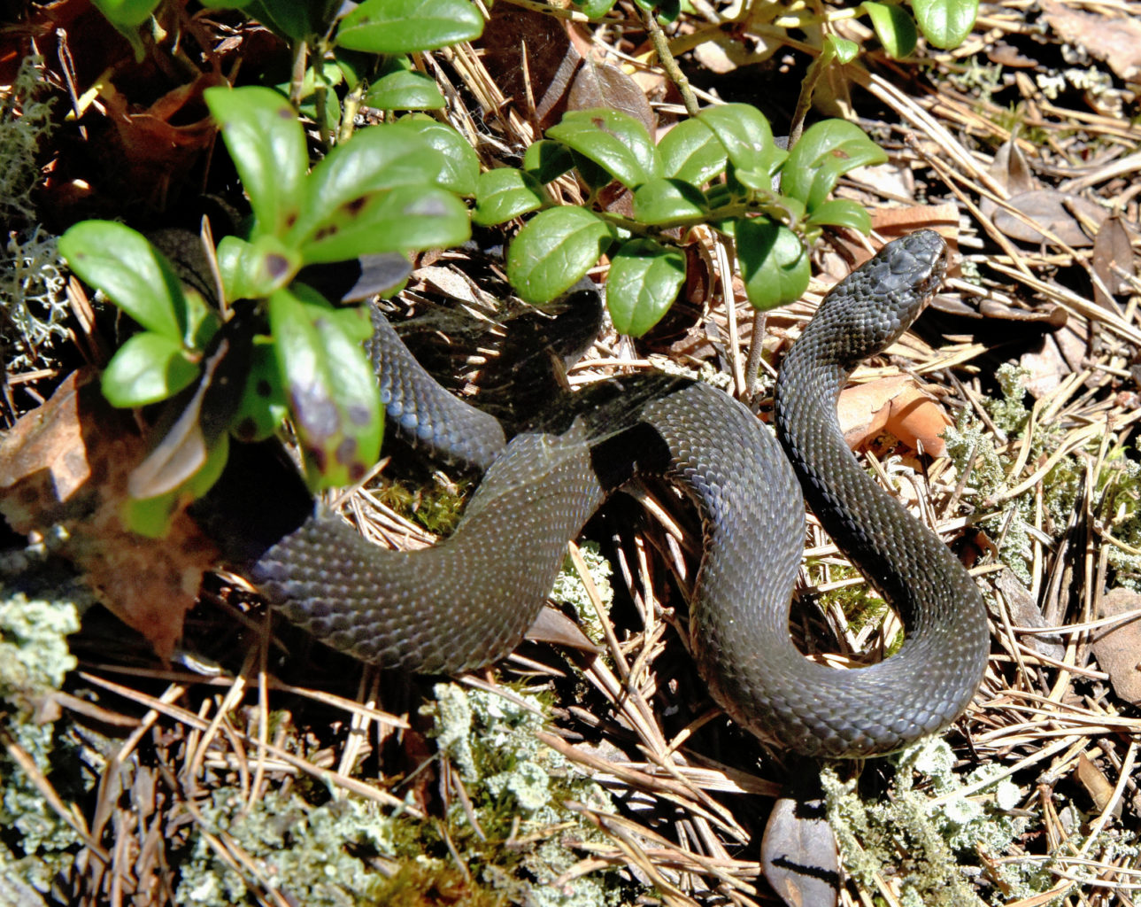 Valokuvaaja: Reijo Juurinen