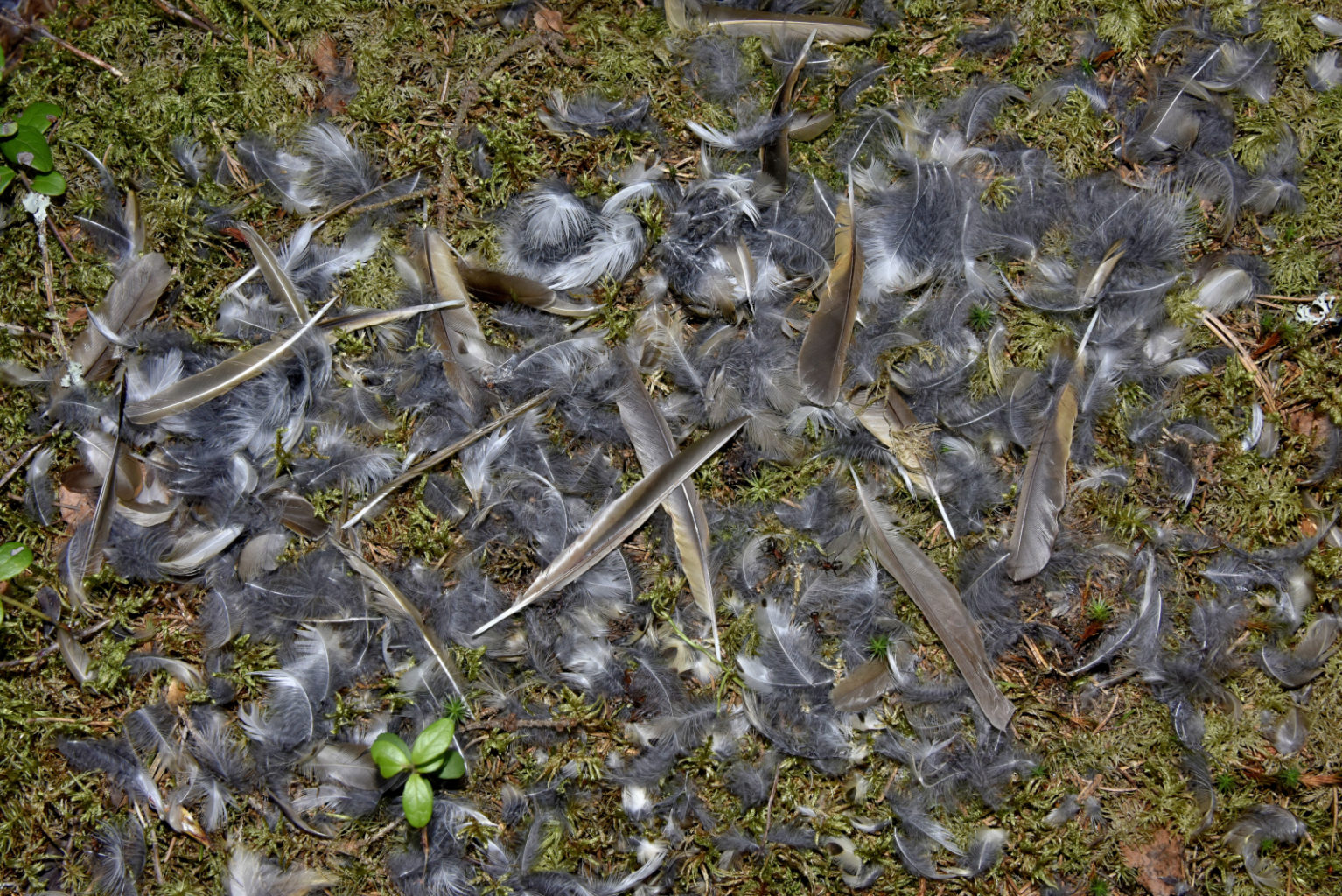 Valokuvaaja: Reijo Juurinen