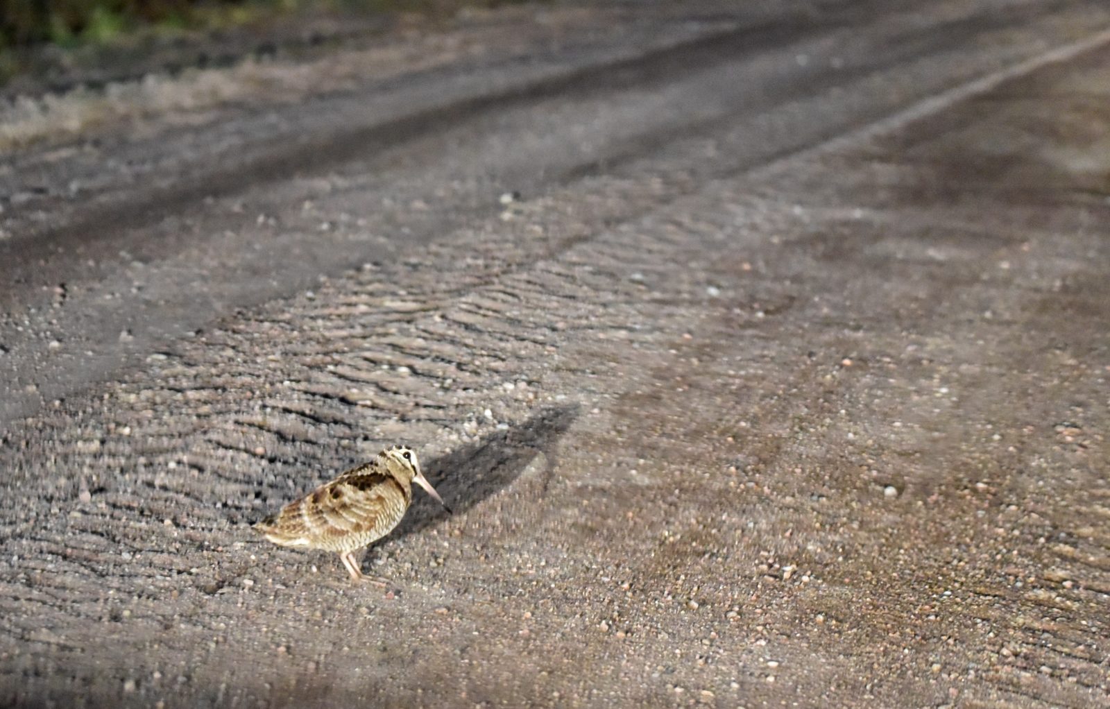 Valokuvaaja: Yvonne Okkola