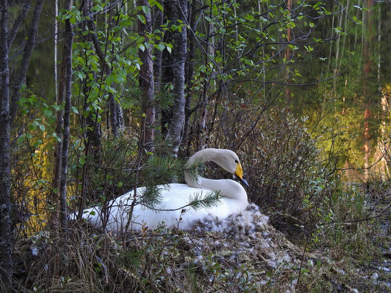 Valokuvaaja: Maarit Siitonen