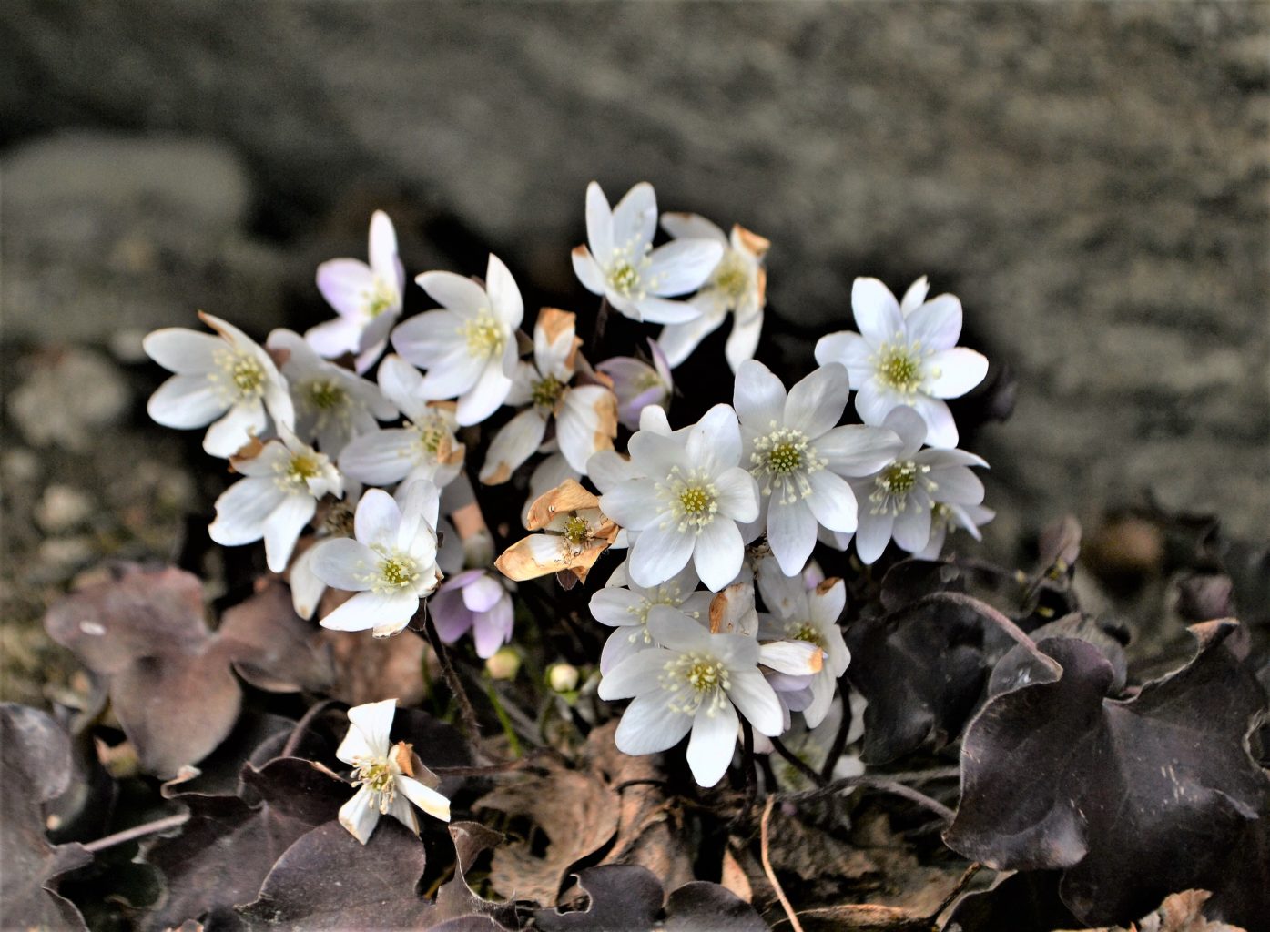 Valokuvaaja: satu välimaa