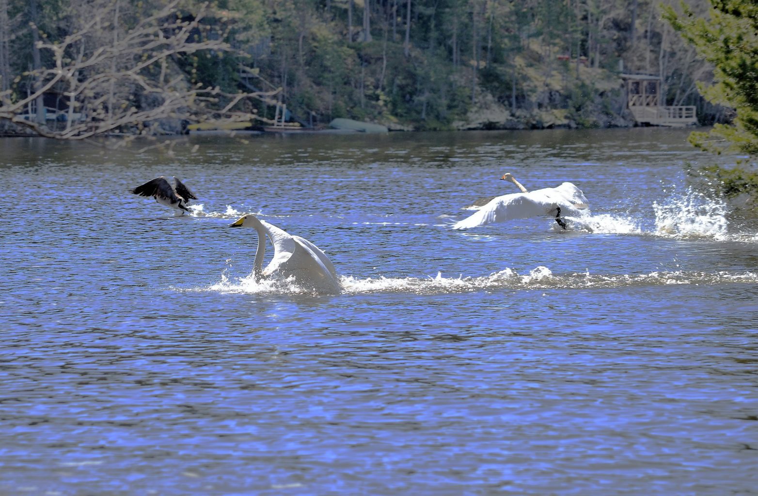 Valokuvaaja: satu välimaa Valokuvaaja: satu välimaa