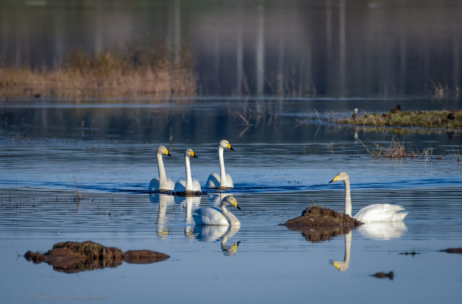 Valokuvaaja: Maija Savolainen