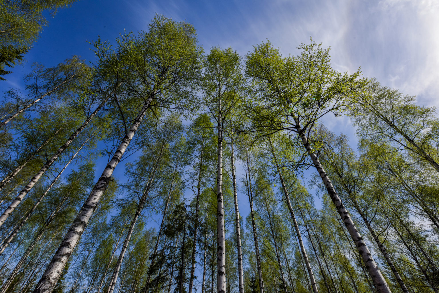 Valokuvaaja: Maija Savolainen