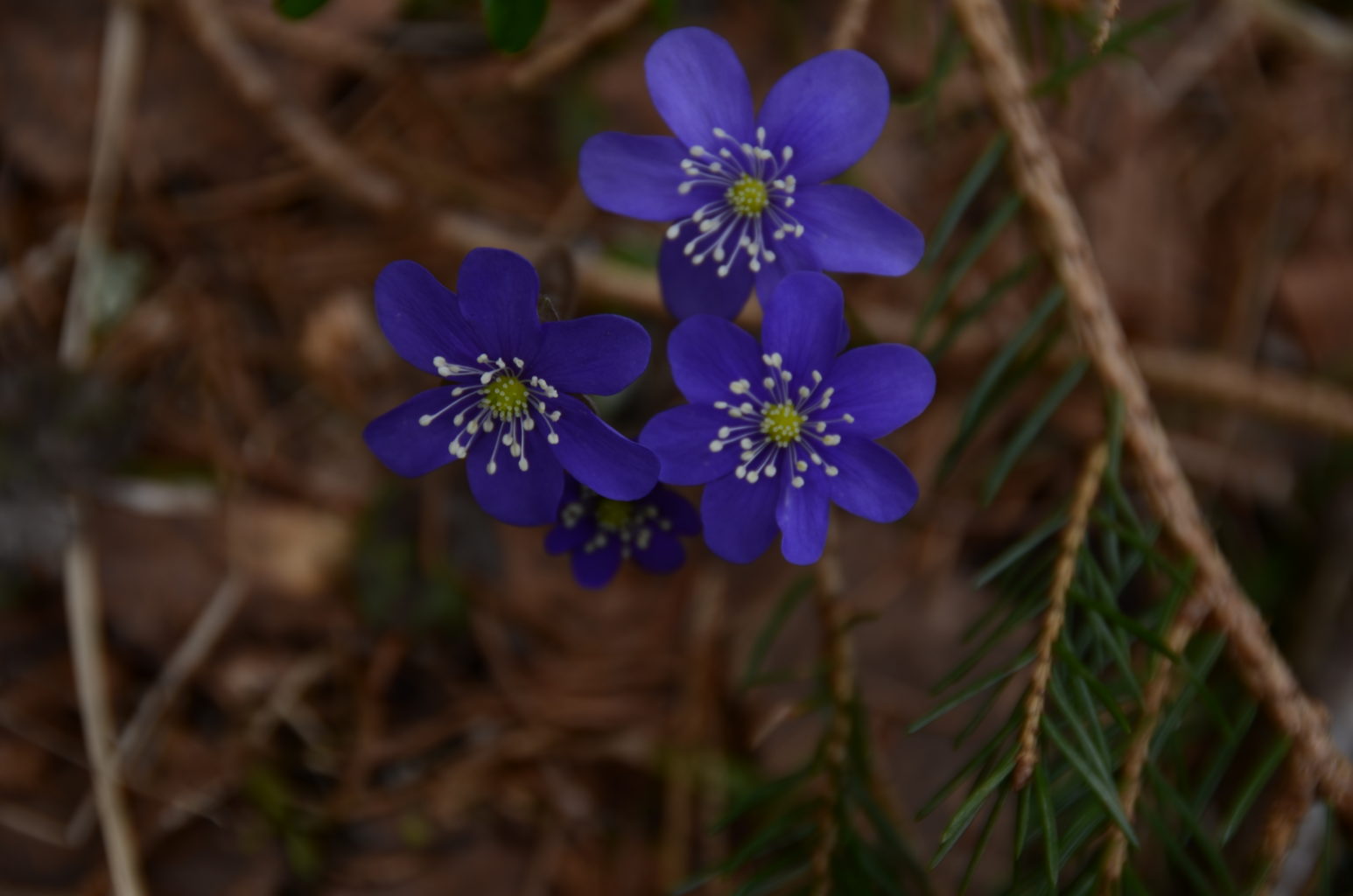 Valokuvaaja: Päivi Aikioniemi