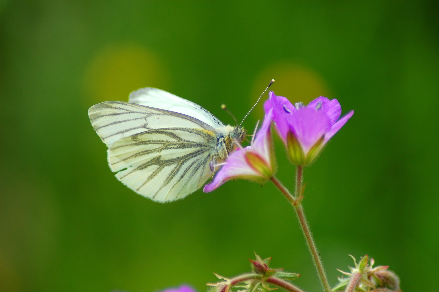 Valokuvaaja: Heidi Rikala