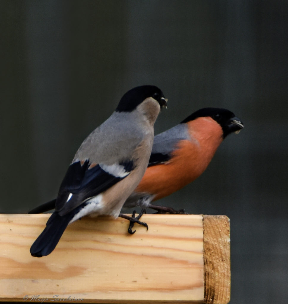 Valokuvaaja: Maija Savolainen