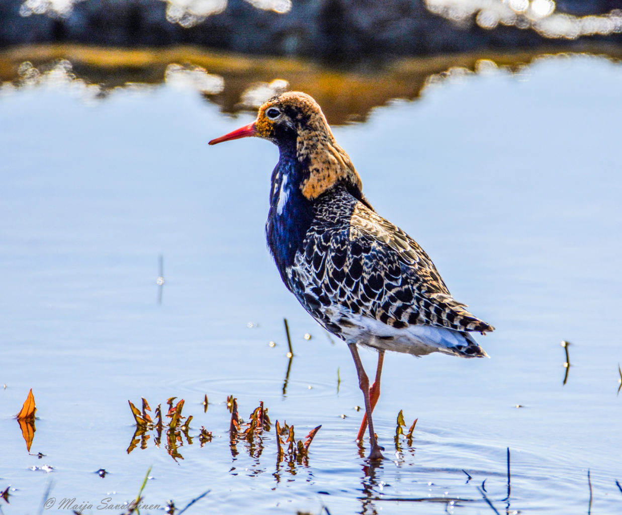 Valokuvaaja: Maija Savolainen