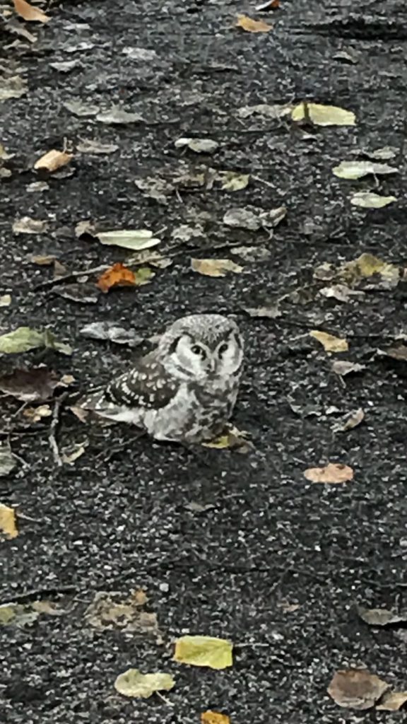 Valokuvaaja: Veikko Punkka