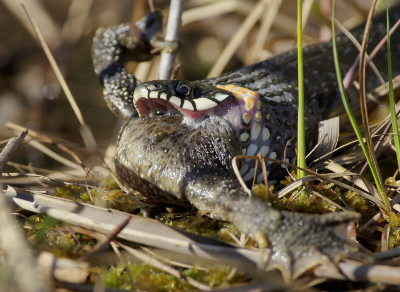 Valokuvaaja: Heikki Heinonen