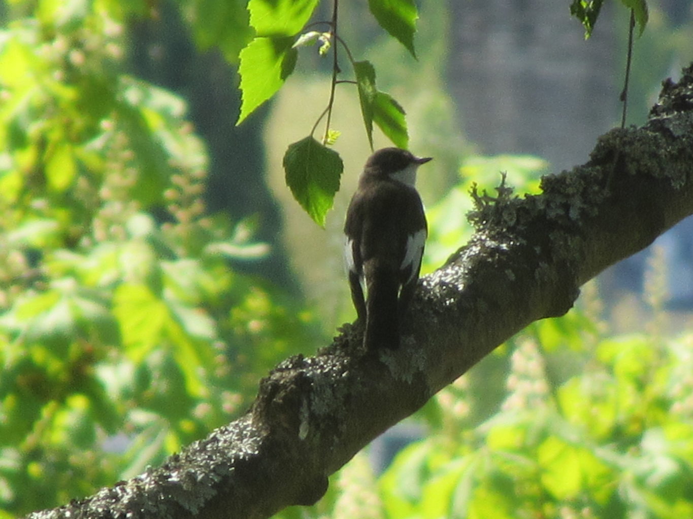 Valokuvaaja: Risto Kangassalo