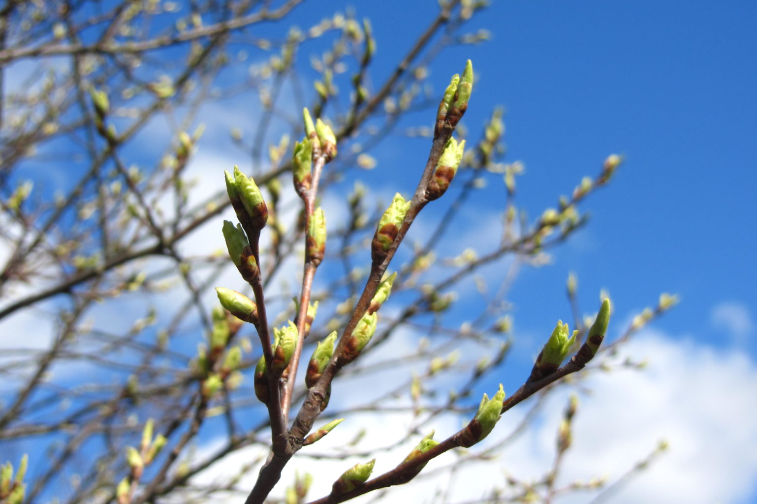 Valokuvaaja: Risto Kangassalo Valokuvaaja: Risto Kangassalo