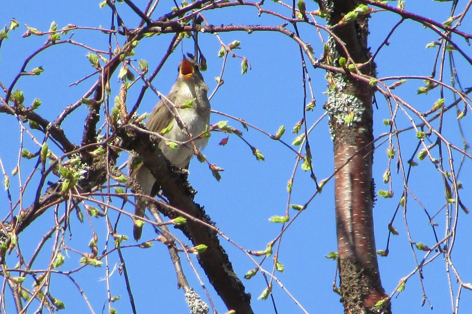 Valokuvaaja: Jouni Nevalainen