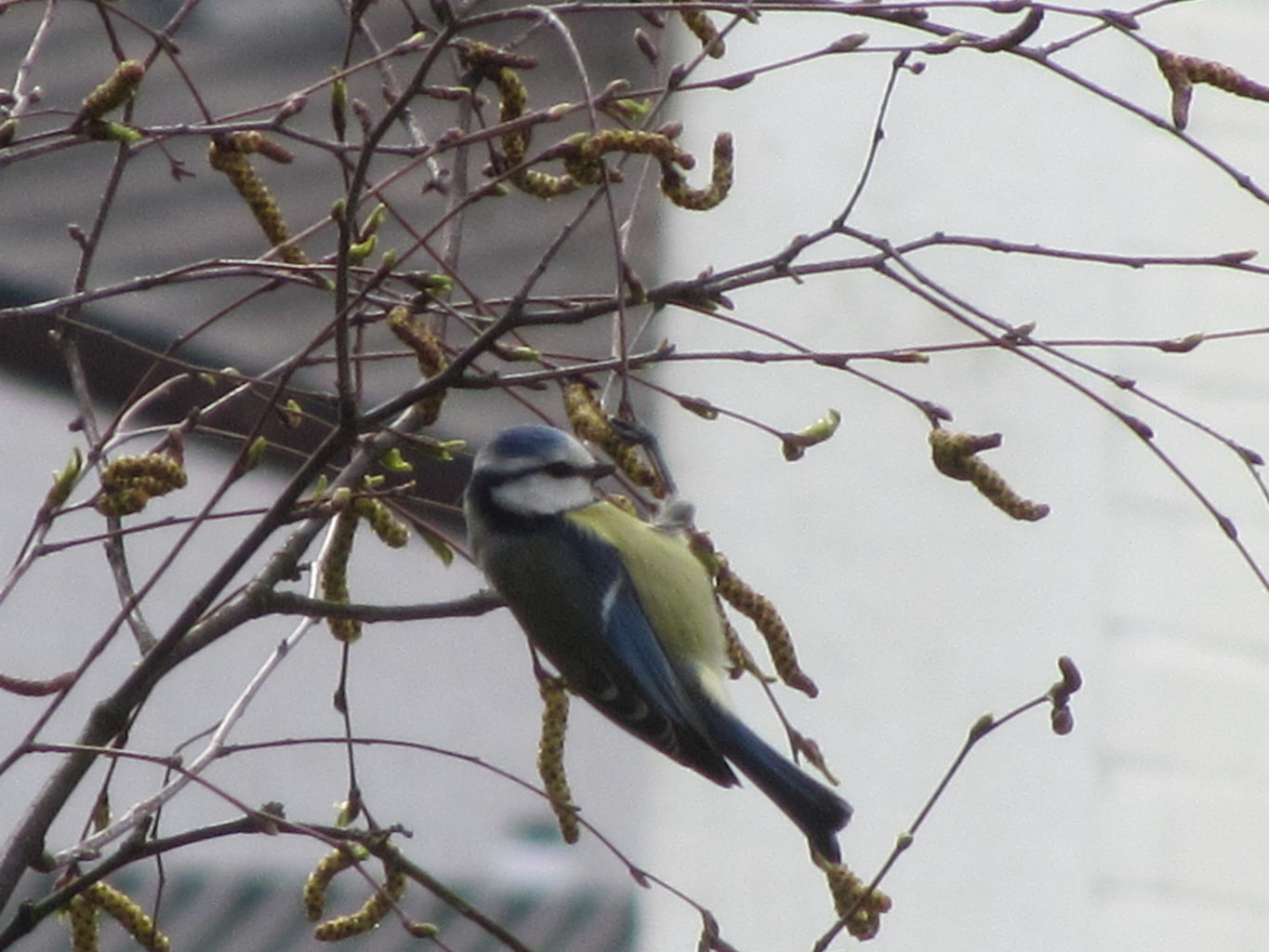 Valokuvaaja: Risto Kangassalo