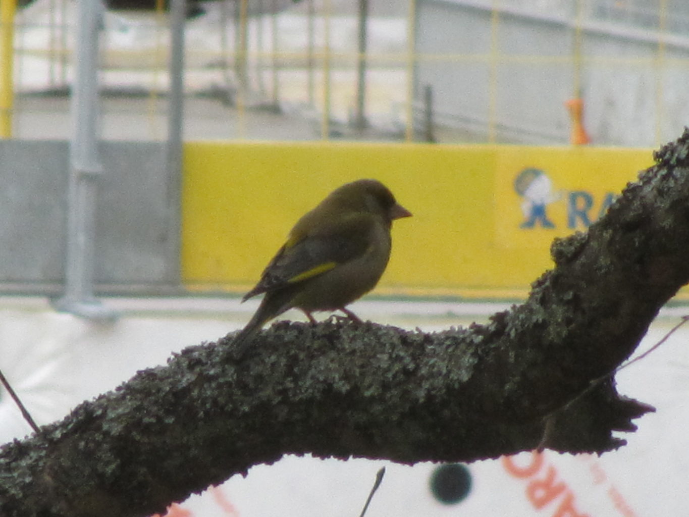 Valokuvaaja: Risto Kangassalo