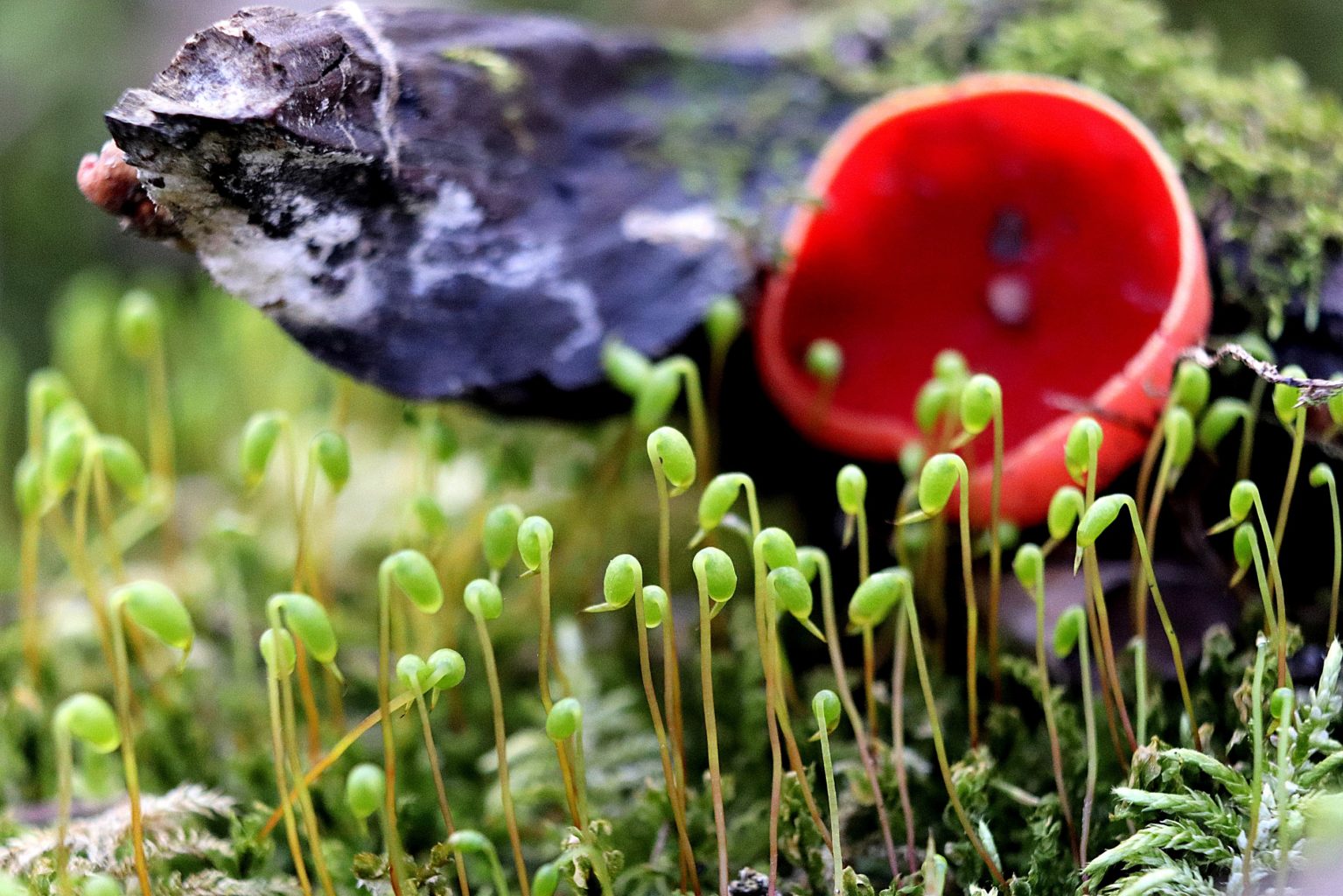 Valokuvaaja: Irja lehtinen