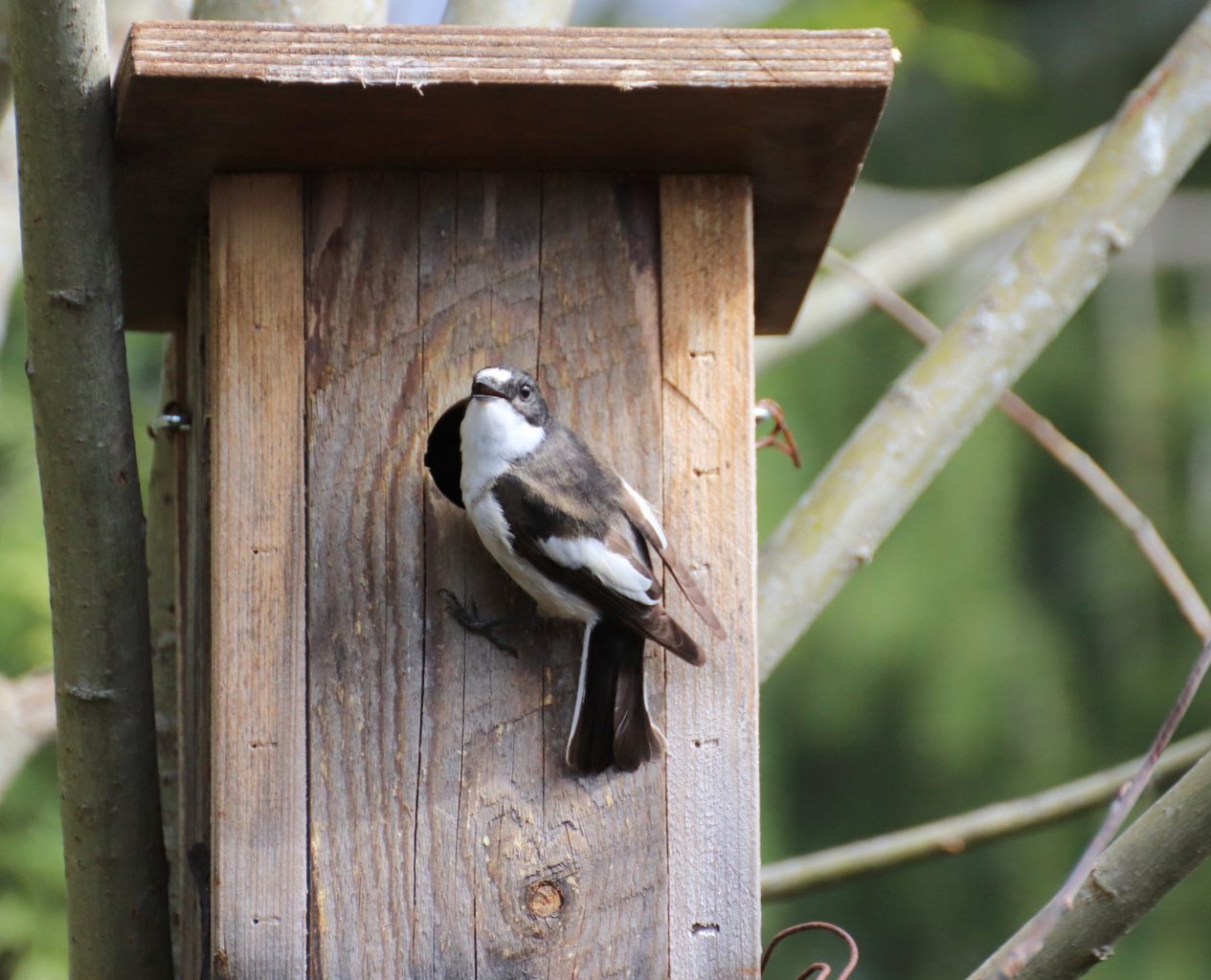 Valokuvaaja: Irja lehtinen Valokuvaaja: Irja lehtinen