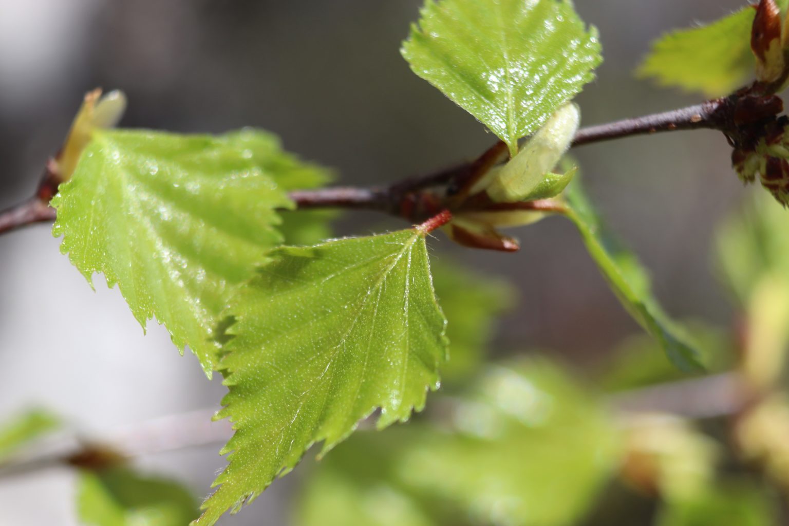 Valokuvaaja: Irja Lehtinen Valokuvaaja: Irja Lehtinen